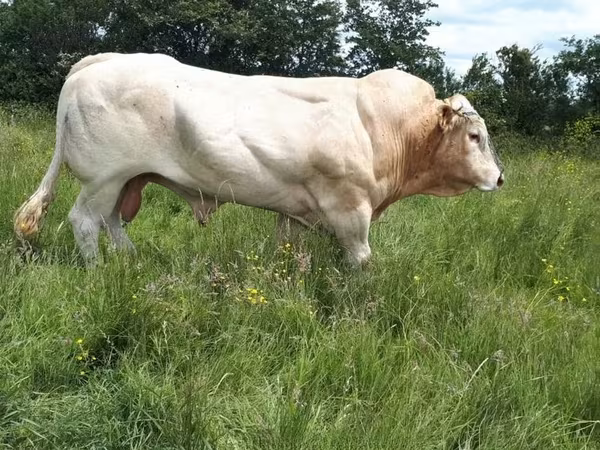 ثور, Blonde d’Aquitane cattle