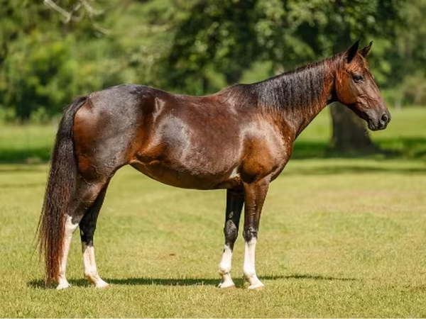 Klisna, American paint horse