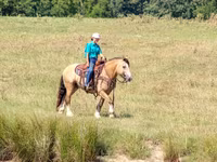 Caballo, Gypsy horse — foto 8