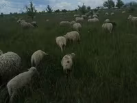Ram, Merino sheep — photo 1