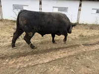 Bulle, Aberdeen-Angus — Foto 1