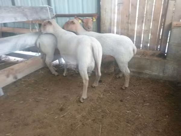 Oveja, Baerchuke sheep