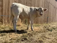 Bull, Cast cow — photo 6