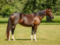 பெண் குதிரை, American paint horse — புகைப்படம் 8