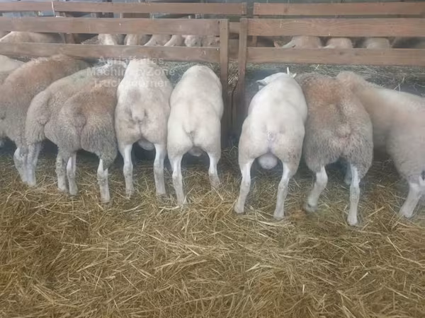 Oveja, Baerchuke sheep