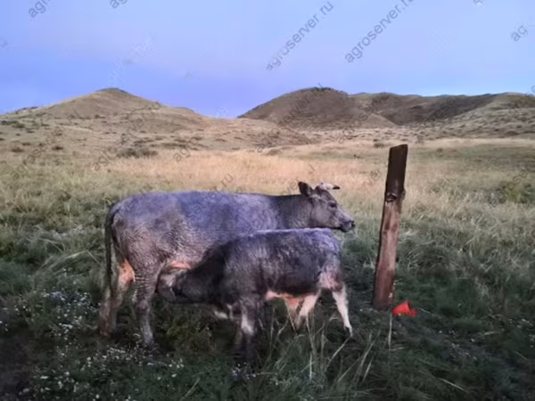 بقرة, Simmental cattle