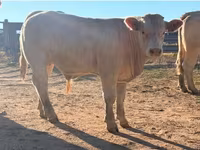 Býk, Charolais cattle — foto 5