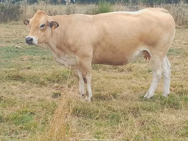 பசு, Partenaise cattle