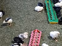 एडलर सिल्वर — फ़ोटो 4