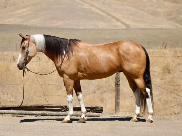 Klisna, Quarter Horse