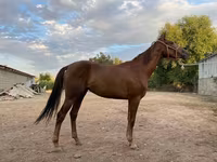घोड़ी, Canadian horse breed — फ़ोटो 1