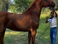 فرس, Skyros Pony — الصورة 1