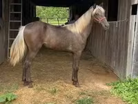 Klisna, Rocky Mountain Horse — foto 7