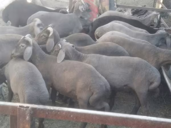 Carnero, Arabi sheep