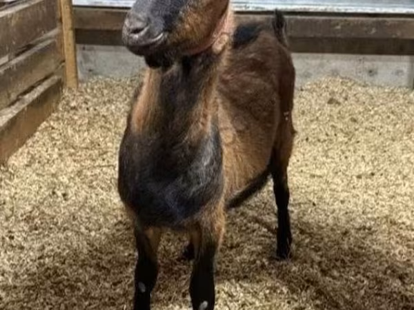 ஆண் வெள்ளாடு, Alpine goat