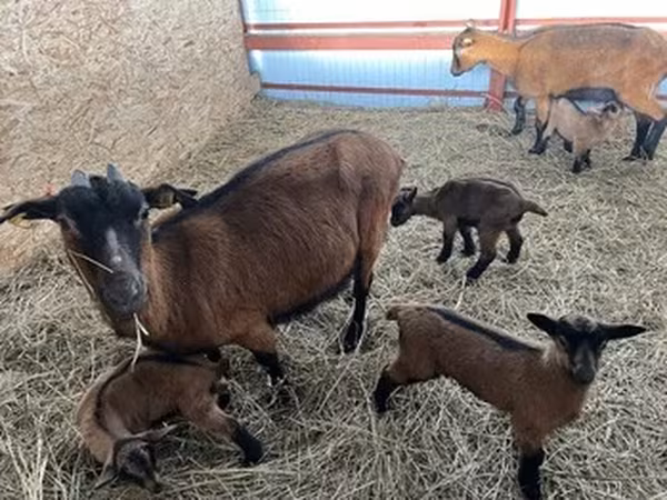 Альпийская эчки