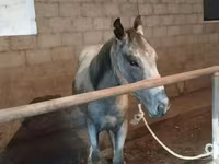 حصان, Horse breed — الصورة 2