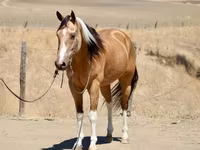 Yegua, Quarter Horse — foto 4