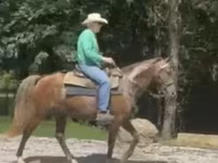 Kůň, Rocky Mountain Horse — foto 6