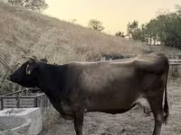 गाय, Ukrainian Brown Dairy Cattle — फ़ोटो 2