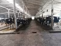 Krava, Swiss cattle — foto 1