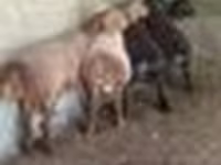 ஆண் ஆடு, Arashan sheep — புகைப்படம் 8