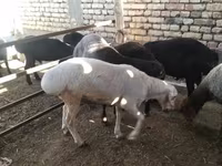 Carnero, Ovejas — foto 3