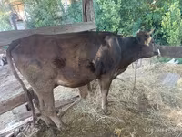 Vaca, Raza Alatau — foto 3