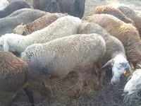 ஆண் ஆடு, Romanov sheep — புகைப்படம் 5
