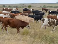 காளை, Simmental cattle — புகைப்படம் 3