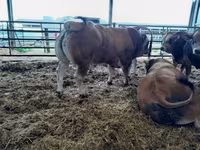 காளை, Partenaise cattle — புகைப்படம் 3