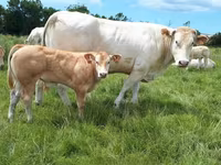 Býk, Blonde d’Aquitane cattle — foto 3