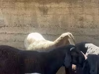 ஆண் ஆடு, Arashan sheep — புகைப்படம் 5