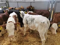 Vaca, Ganado vacuno — foto 4