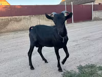 公山羊, Murcia-Granada goats — 照片 1