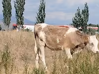 Cow, Red Estonian cattle — photo 1
