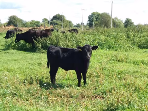 Aberdeen – Angus