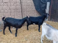 बकरा, Saanen goat — फ़ोटो 1