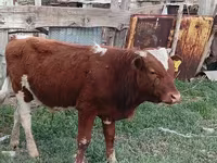 Vaca, Latvian Blue cattle — foto 1
