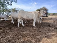 Vaca, Charolais cattle — foto 5