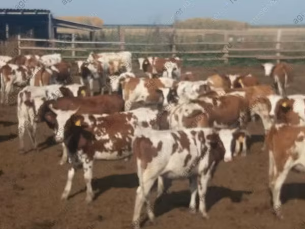 Kuh, Simmental cattle