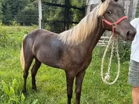 Klisna, Rocky Mountain Horse — foto 2