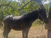 குதிரை, French Trotter — புகைப்படம் 3