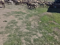Widder, Hissar sheep — Foto 2