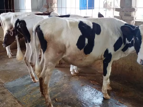 Cow, Holstein breed