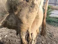 Cow, Swiss cattle — photo 2