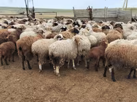 ஆண் ஆடு, Romanov sheep — புகைப்படம் 7