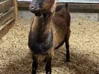 ஆண் வெள்ளாடு, Alpine goat — புகைப்படம் 1