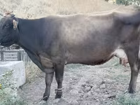 गाय, Ukrainian Brown Dairy Cattle — फ़ोटो 1
