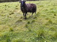 Sheep, Katum sheep — photo 6